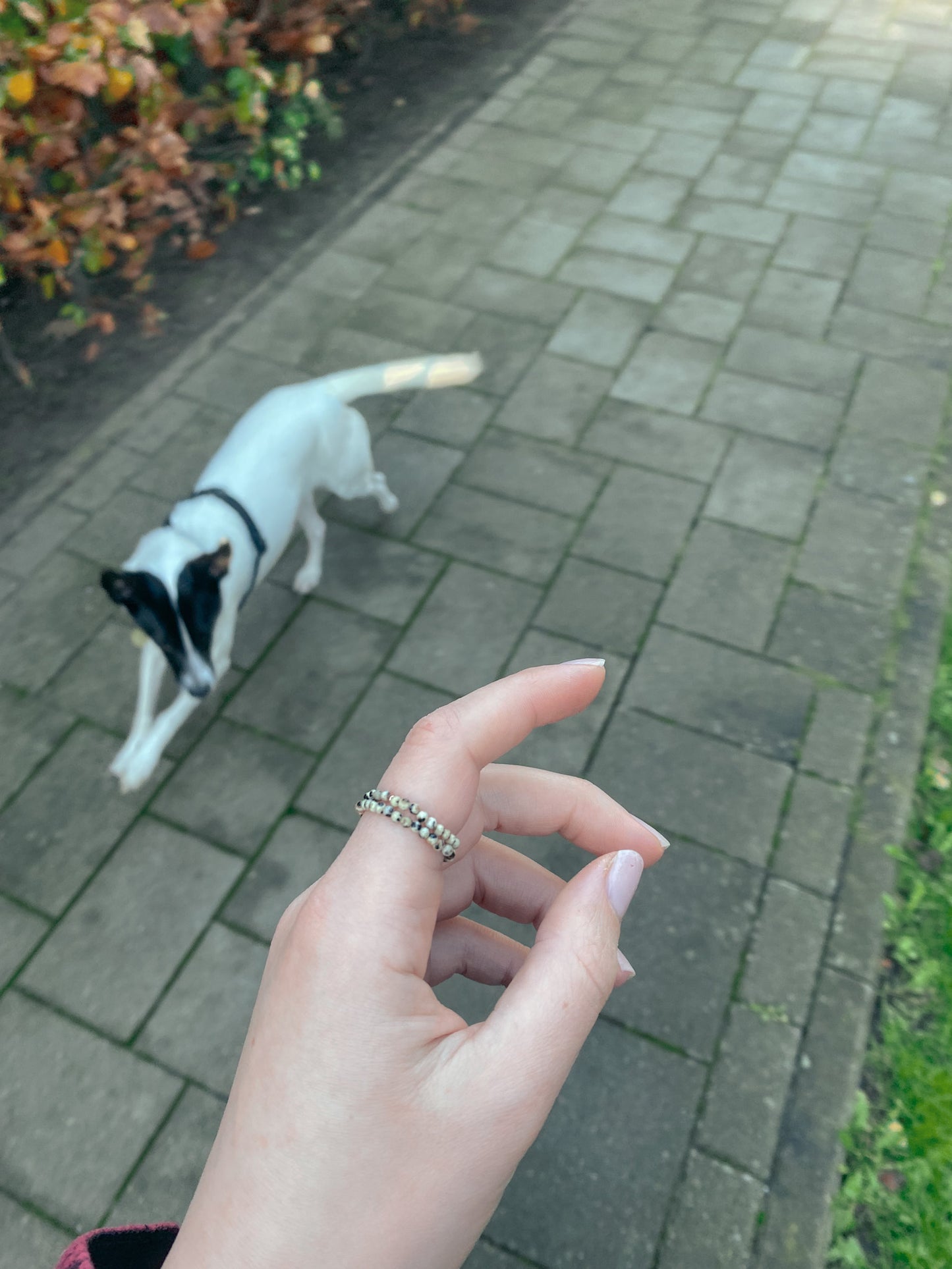 pierścionek dalmatin